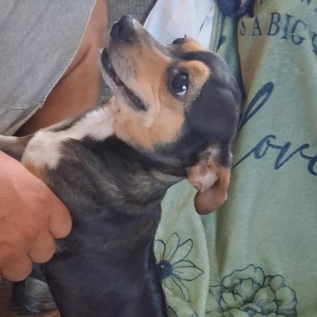 River (Bonded Pair), Adoptable, Adult Female Chihuahua & Dachshund.