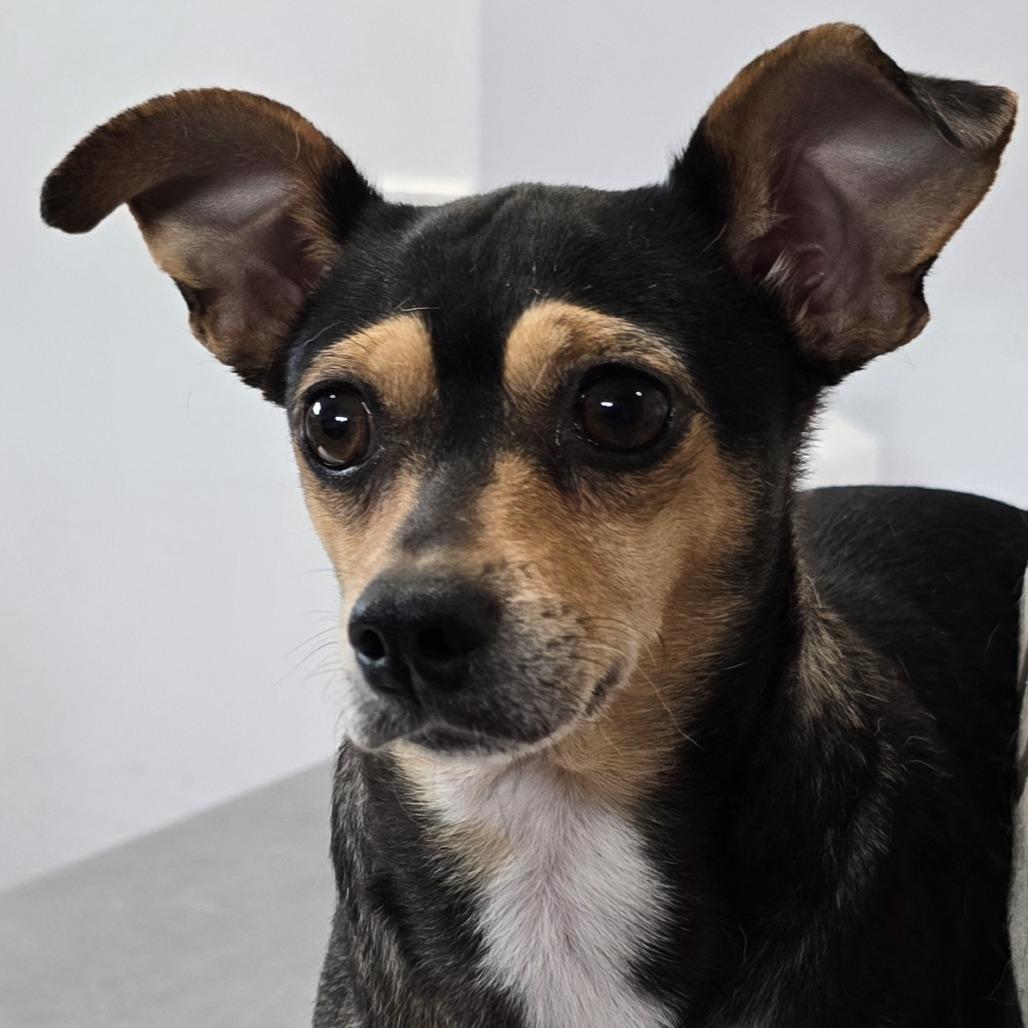 Enlarge River (Bonded Pair), a Adoptable mixed breed in Lenoir, NC image 3/5