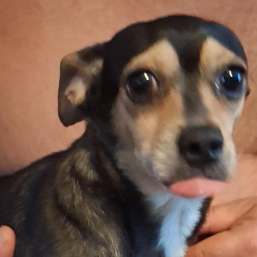 Enlarge River (Bonded Pair), a Adoptable mixed breed in Lenoir, NC image 4/5
