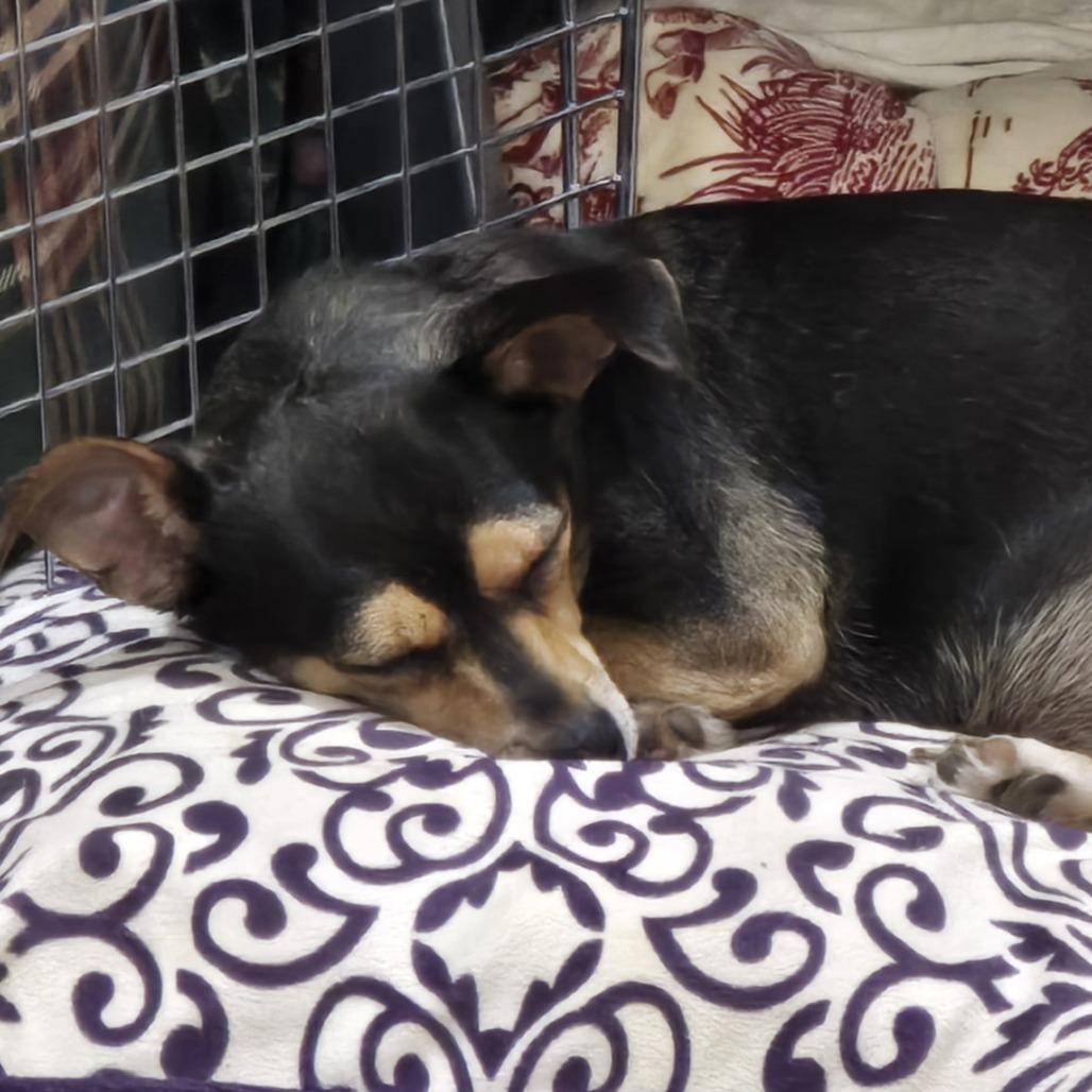 Enlarge River (Bonded Pair), a Adoptable mixed breed in Lenoir, NC image 5/5