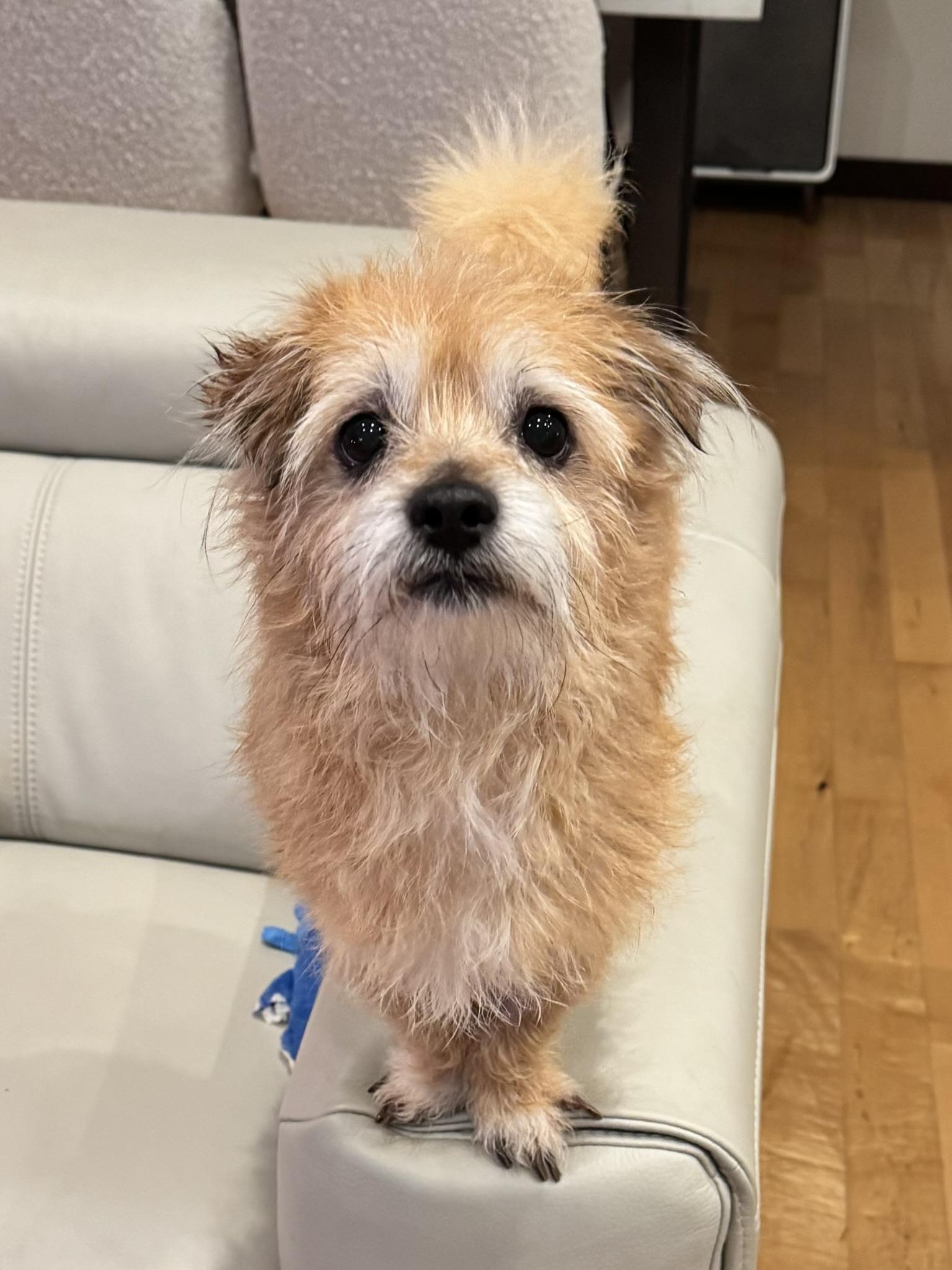 Benny, a Adopted mixed breed in Seattle, WA image 2/5