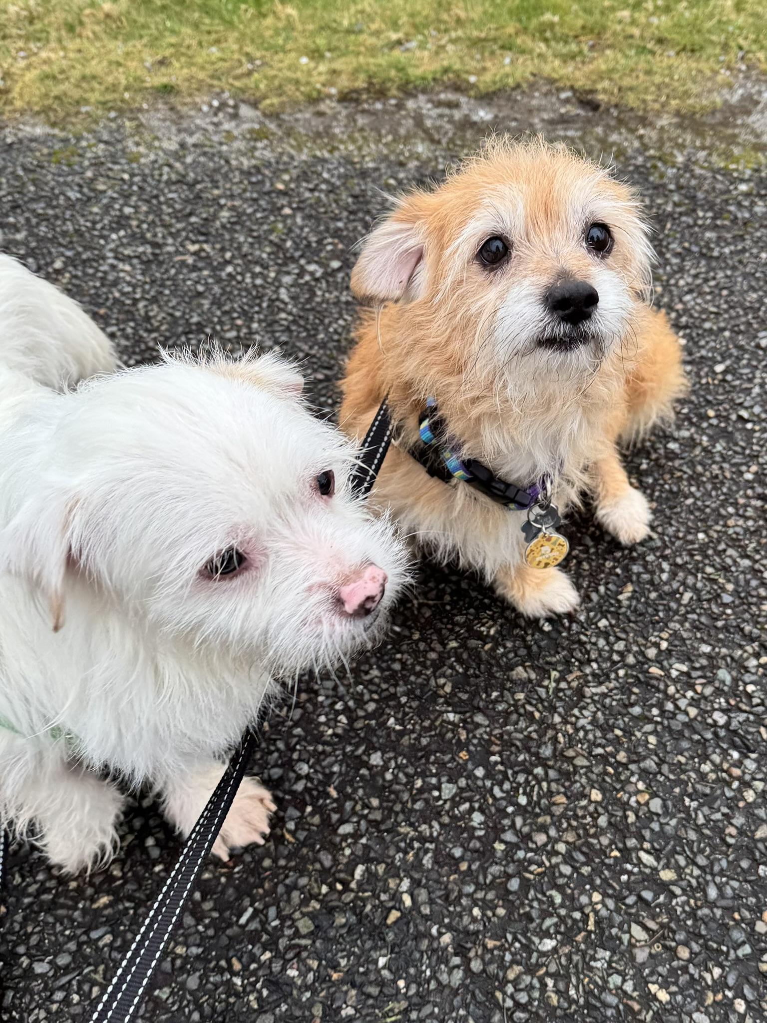 Benny, a Adopted mixed breed in Seattle, WA image 5/5