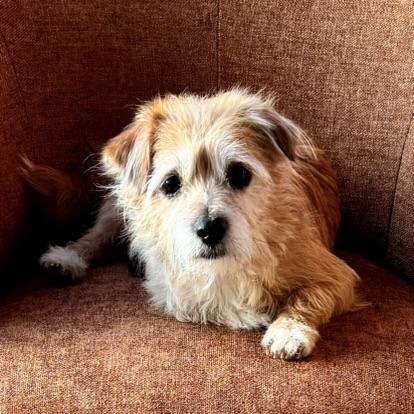 Benny, a Adopted mixed breed in Seattle, WA image 3/5