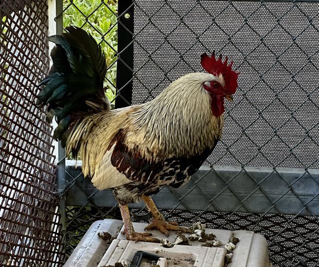 JESTER, Adoptable, Young Male Chicken.