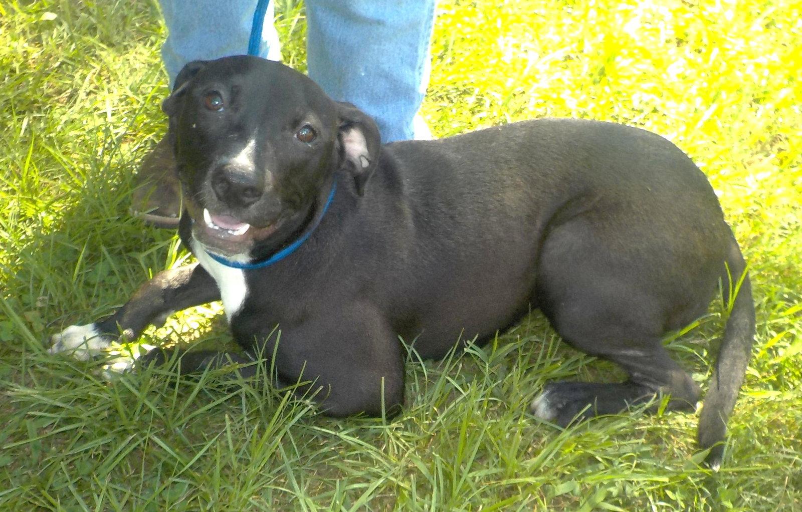 260964  Kayla, Adoptable, Adult Female Pit Bull Terrier.