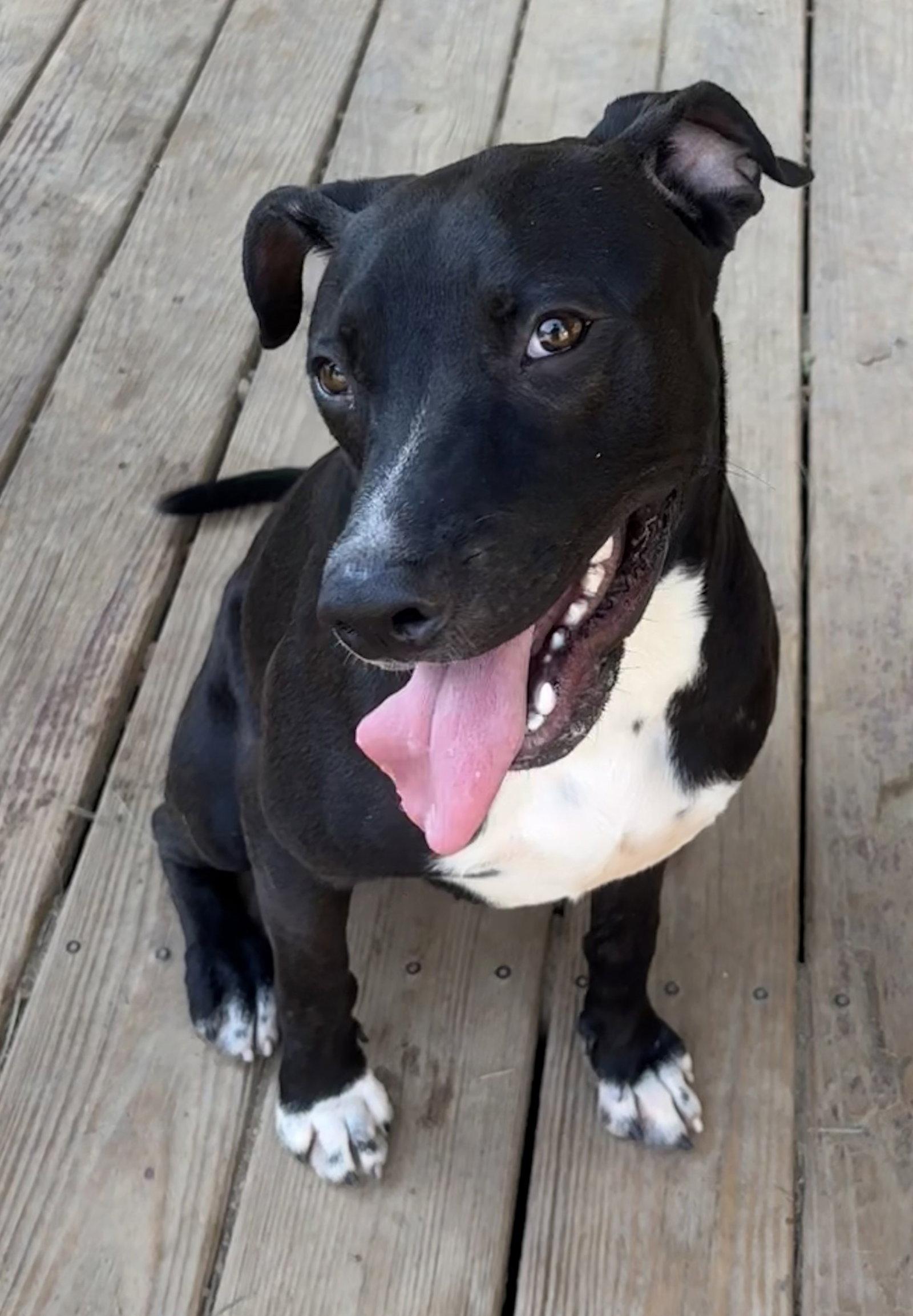 Enlarge 260964  Kayla, a Adoptable Pit Bull Terrier in Wetumpka, AL image 2/3