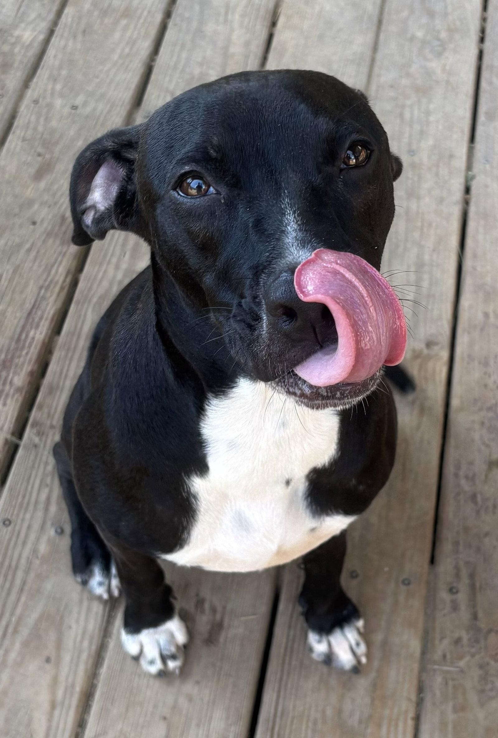 Enlarge 260964  Kayla, a Adoptable Pit Bull Terrier in Wetumpka, AL image 3/3