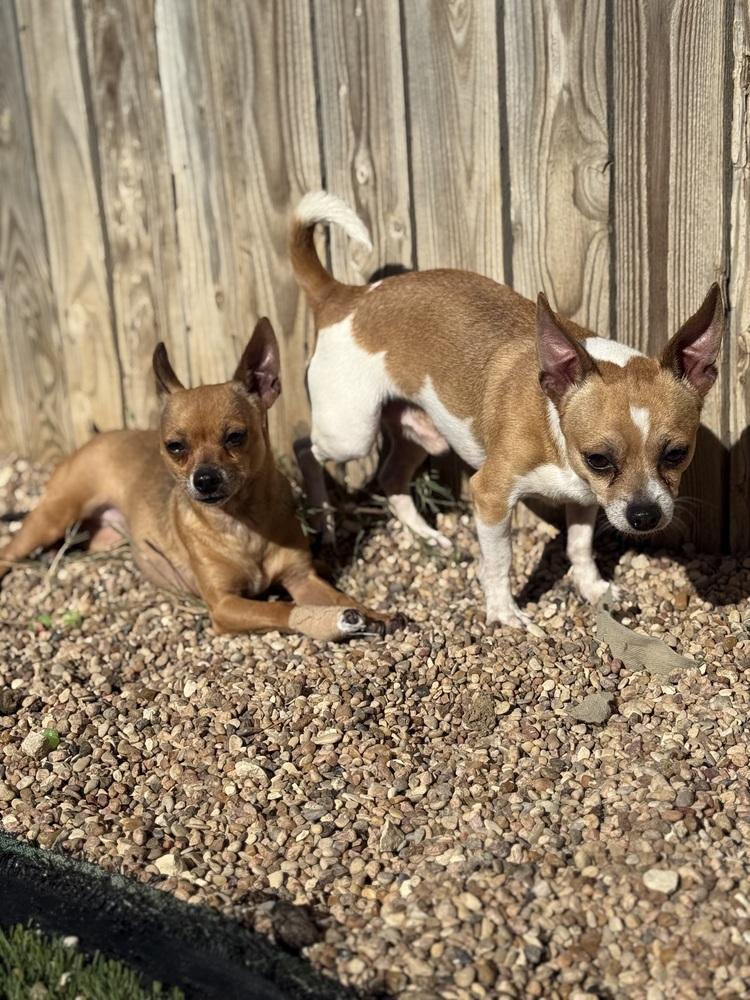 Jerry, a Adoptable Chihuahua in Denver, CO image 1/6