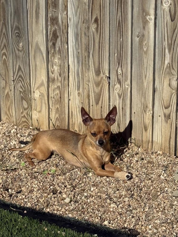 Jerry, a Adoptable Chihuahua in Denver, CO image 2/6