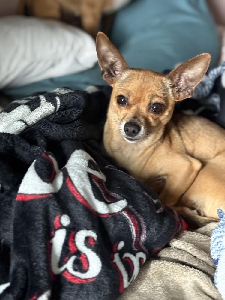Jerry, a Adoptable Chihuahua in Denver, CO image 3/6