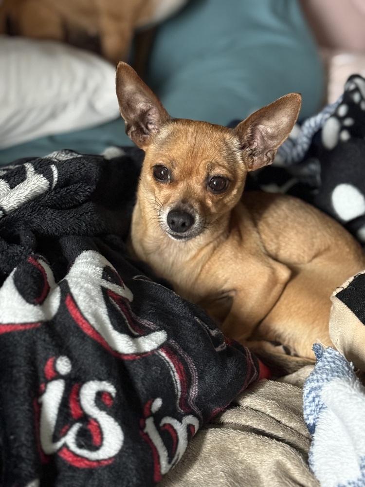 Jerry, a Adoptable Chihuahua in Denver, CO image 4/6