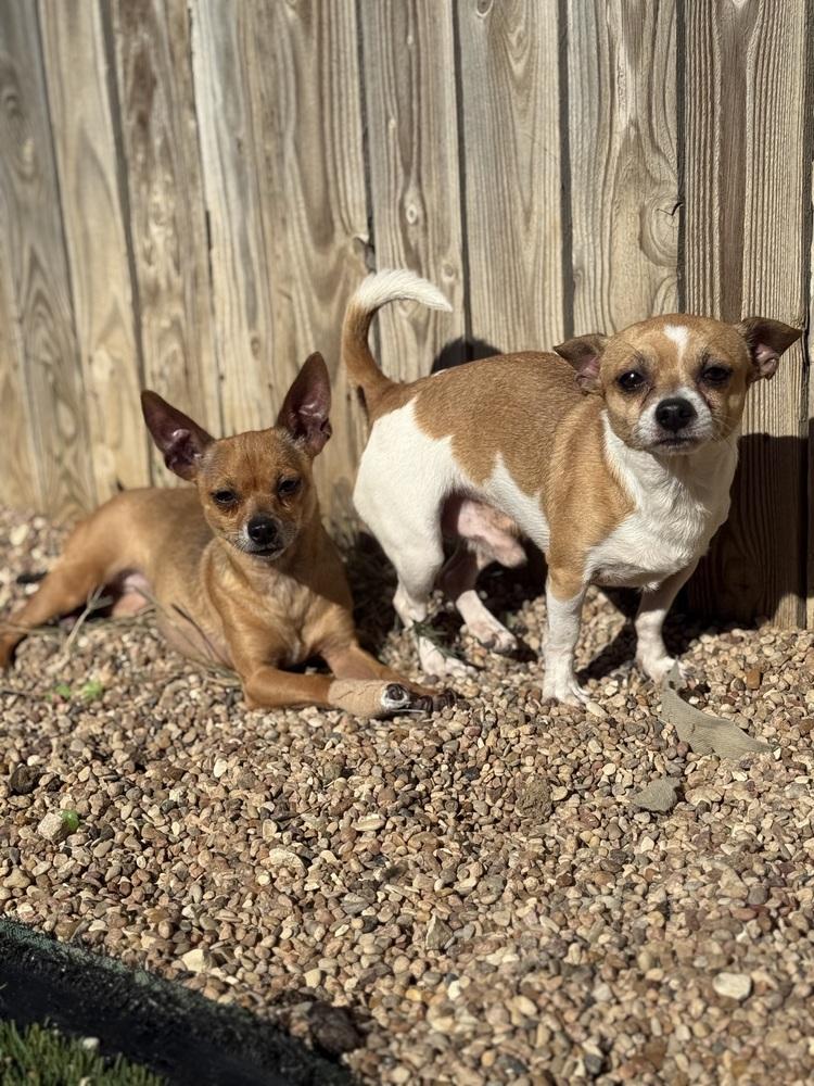 Jerry, a Adoptable Chihuahua in Denver, CO image 6/6