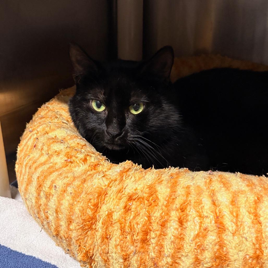 Crowley, Adoptable, Adult Male Domestic Short Hair.