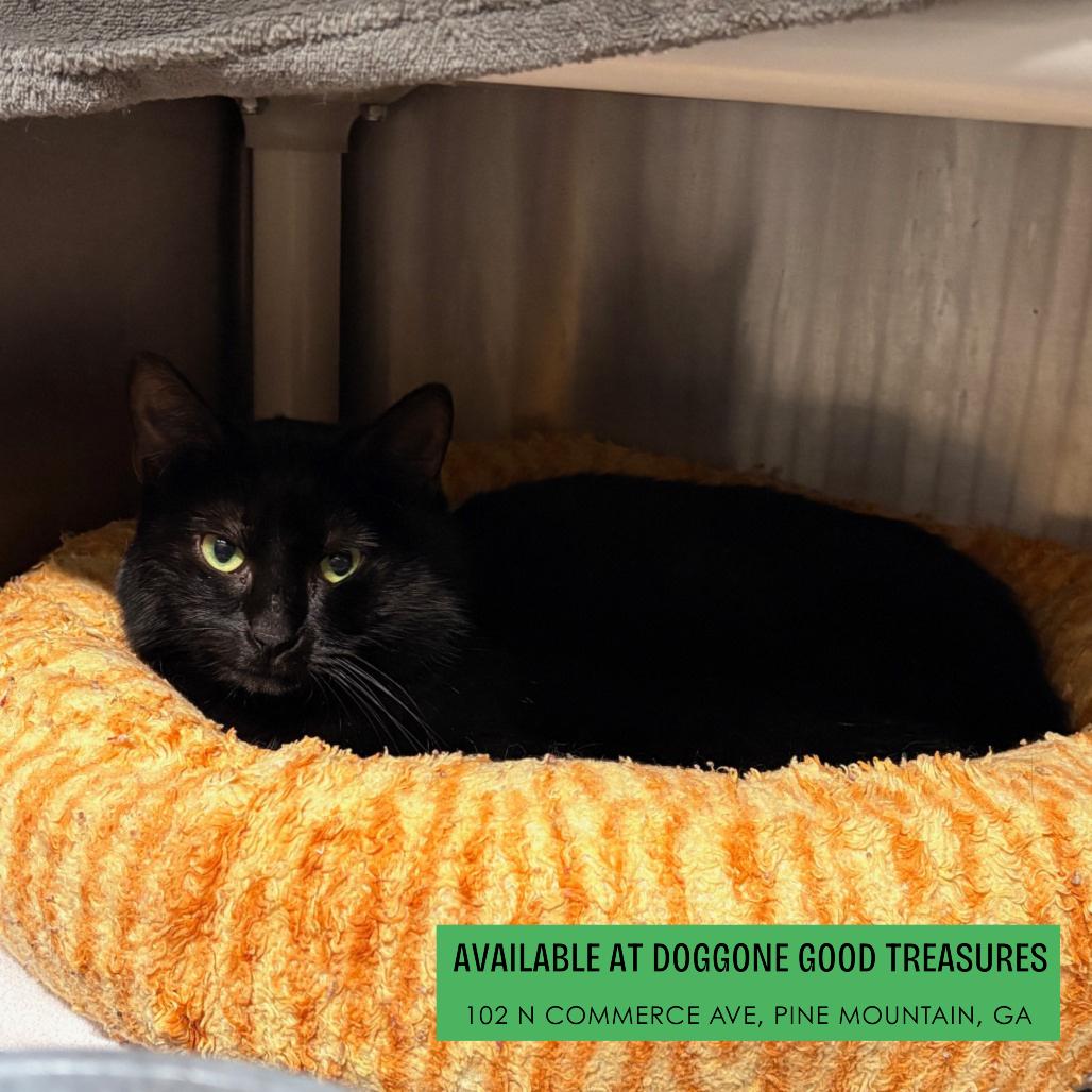 Enlarge Crowley, a Adoptable Domestic Short Hair in Hamilton, GA image 2/5