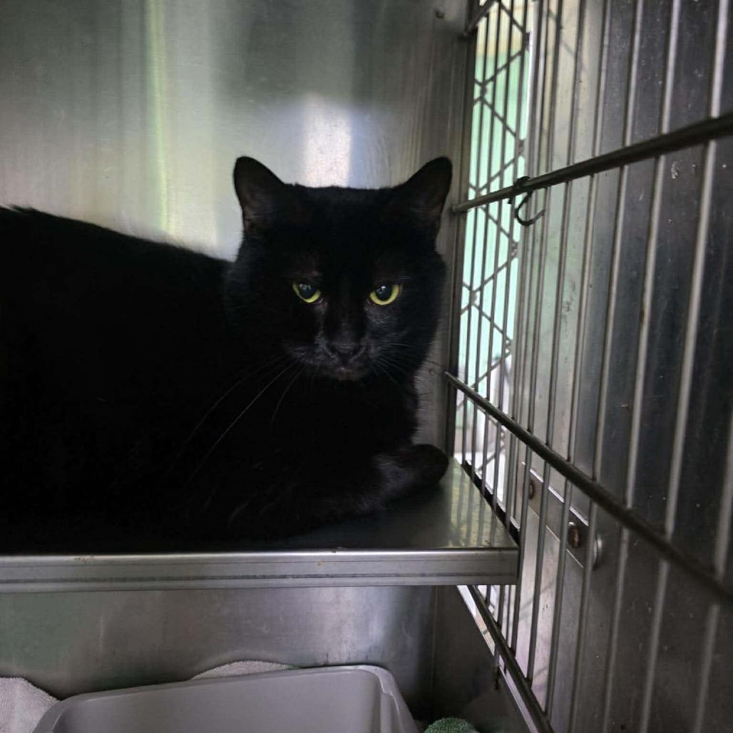 Crowley, Adoptable, Adult Male Domestic Short Hair.