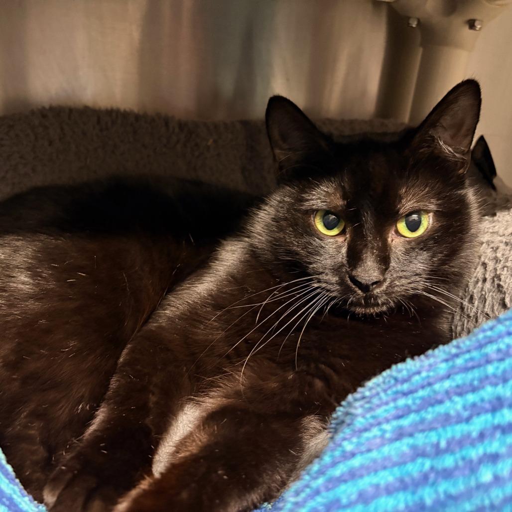 Enlarge Crowley, a Adoptable Domestic Short Hair in Hamilton, GA image 4/5