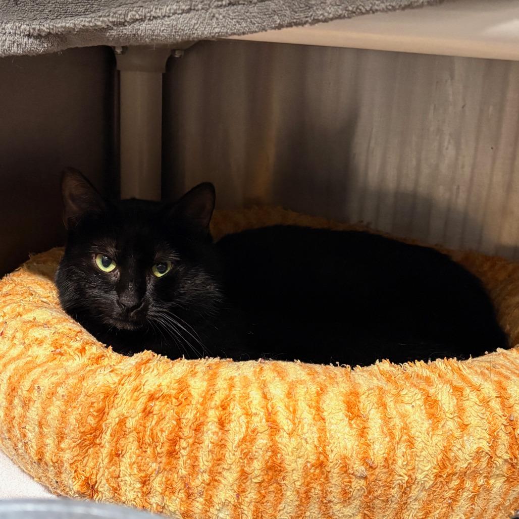 Crowley, a Adoptable Domestic Short Hair in Hamilton, GA image 3/3