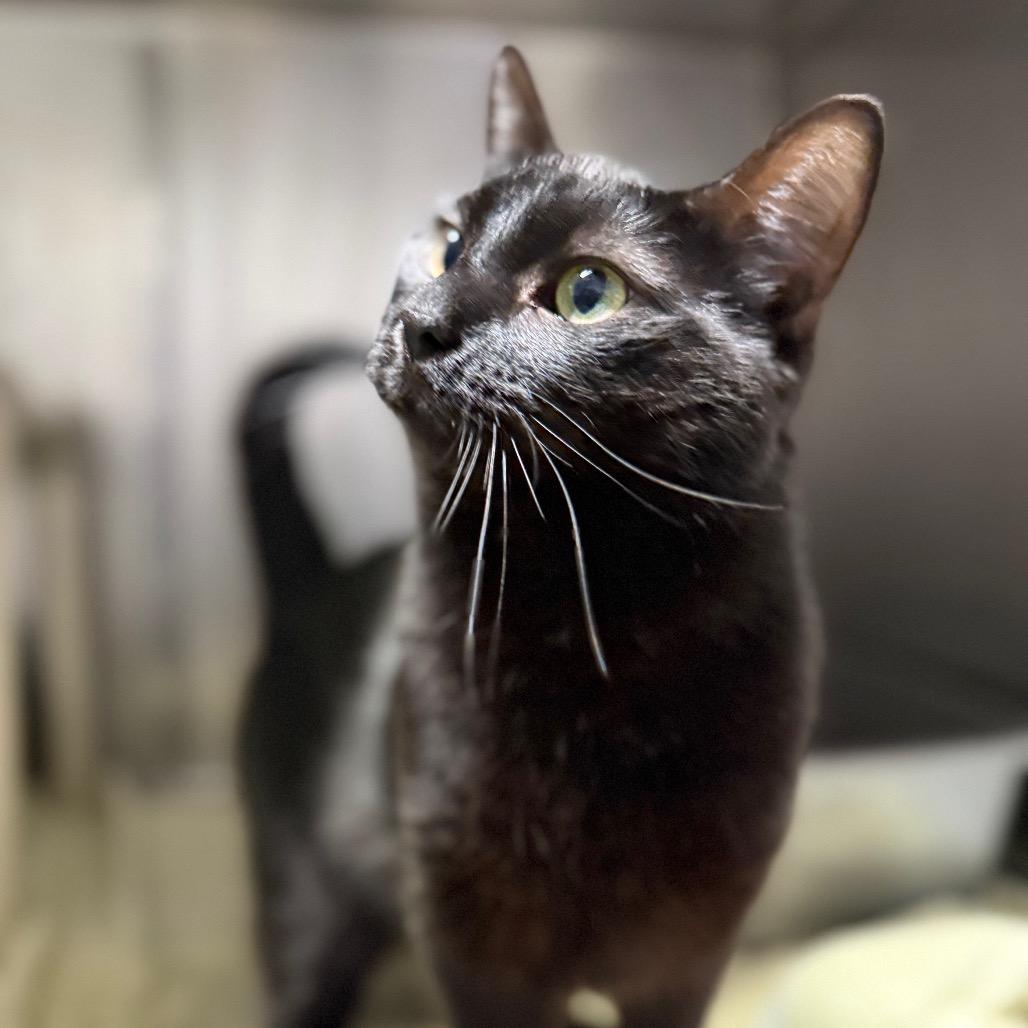 Enlarge Crowley 3104, a Adoptable Domestic Short Hair in Hamilton, GA image 5/6