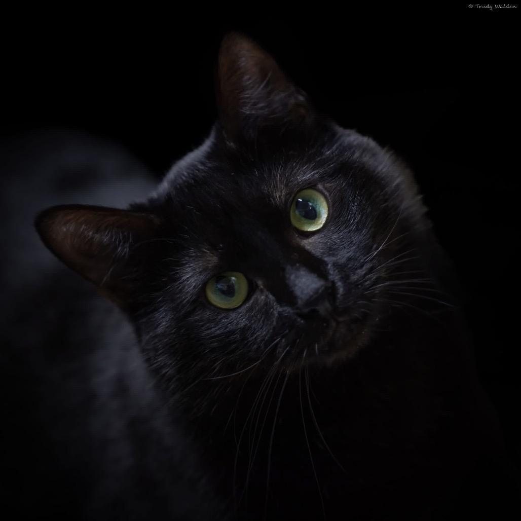 Enlarge Crowley, a Adoptable Domestic Short Hair in Hamilton, GA image 6/6