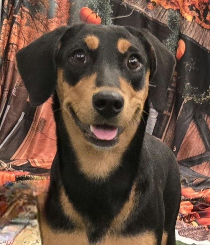 Rose, Adoptable, Puppy Female Mixed Breed & Hound.