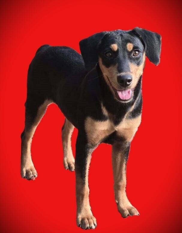 Enlarge Rose, a Adoptable mixed breed in Acworth, GA image 2/2