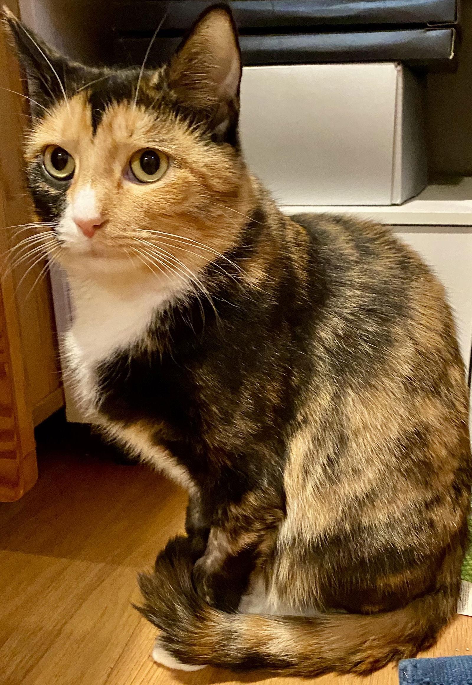 Cosette, Adoptable, Young Female Calico.