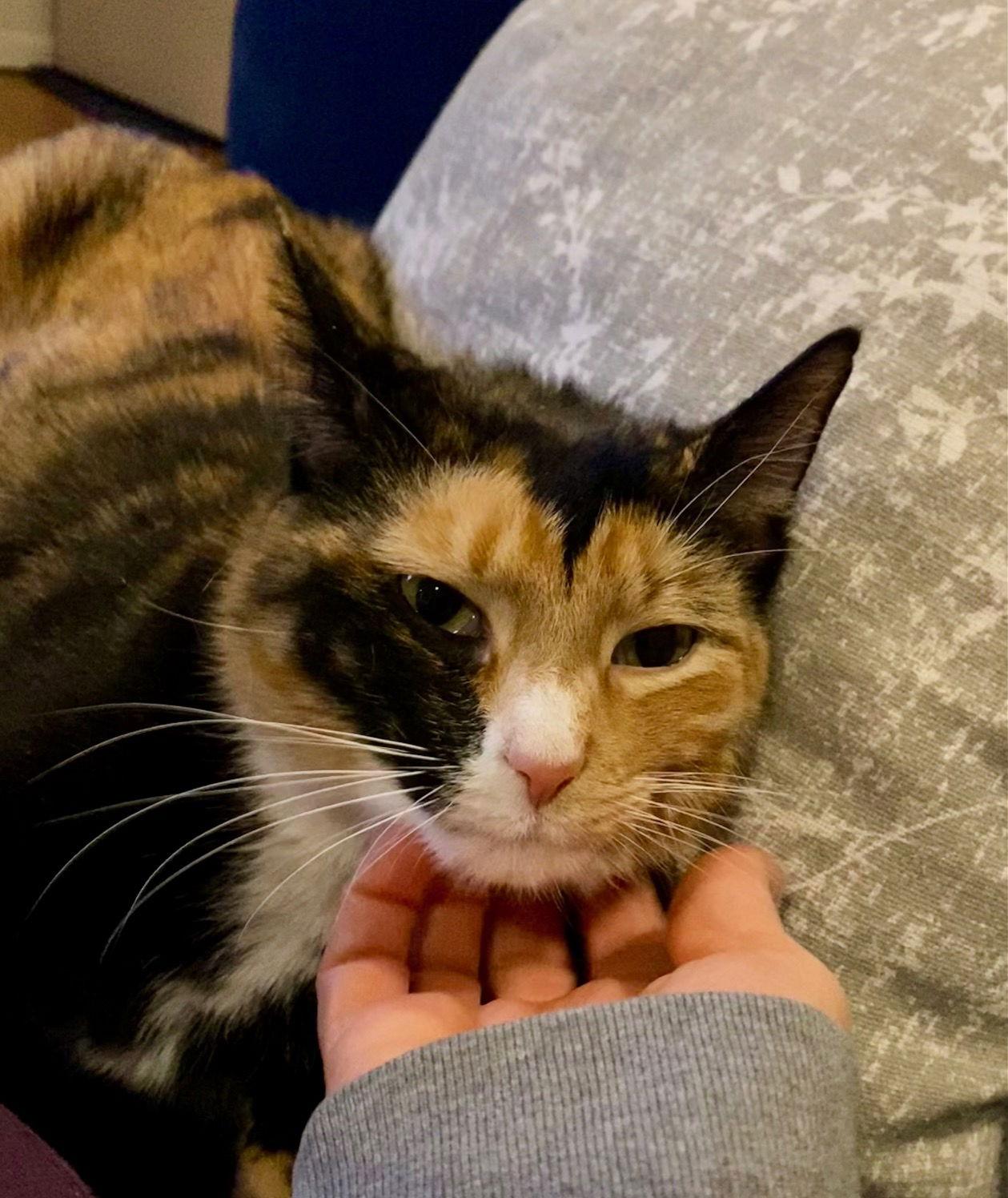 Enlarge Cosette, a Adopted Calico in Reston, VA image 1/3