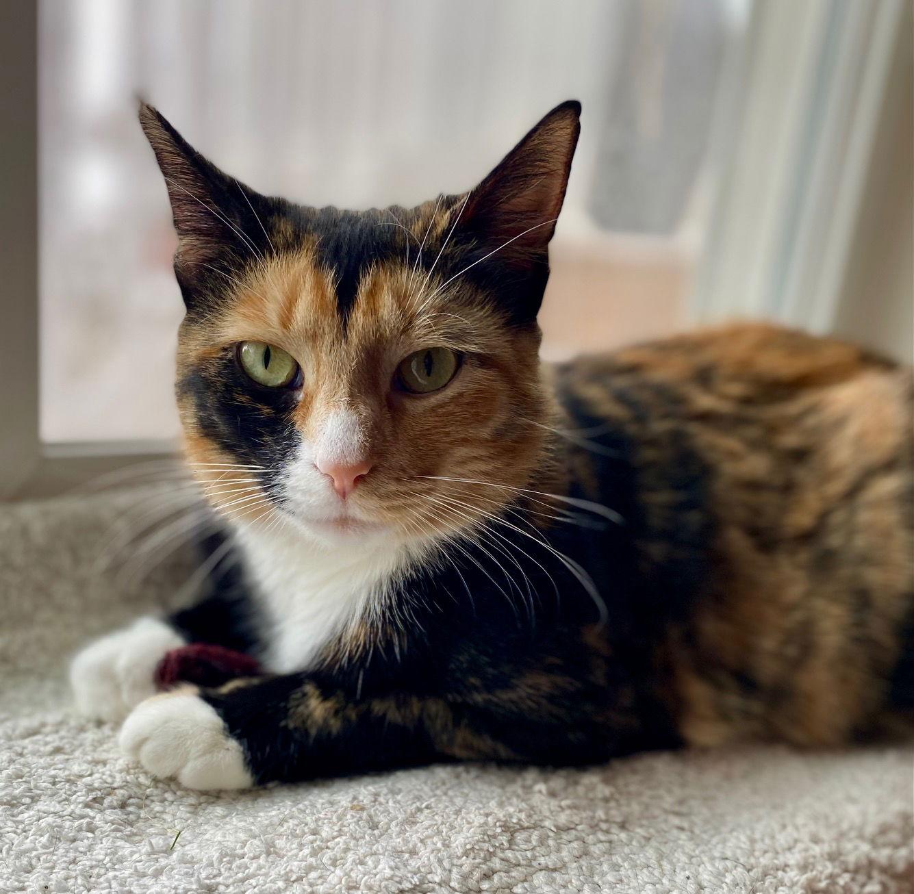 Enlarge Cosette, a Adopted Calico in Reston, VA image 2/3