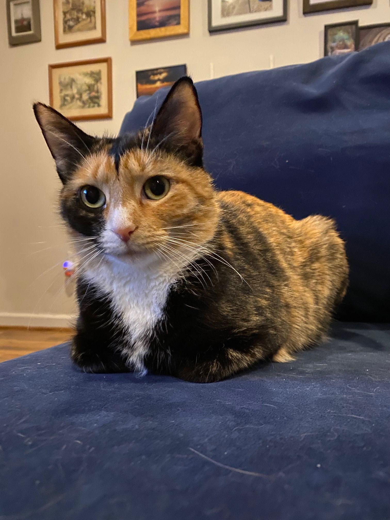 Enlarge Cosette, a Adopted Calico in Reston, VA image 3/3