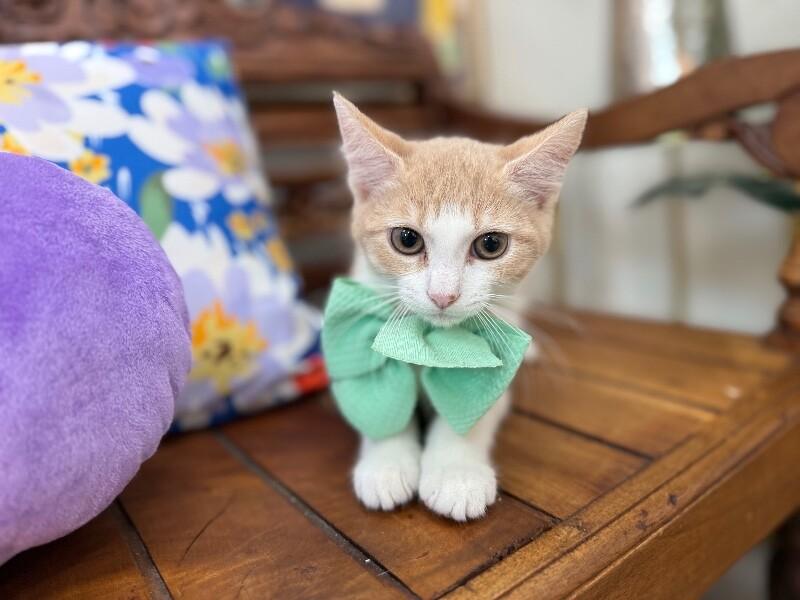 Rocket Guardians — thumbnail 3