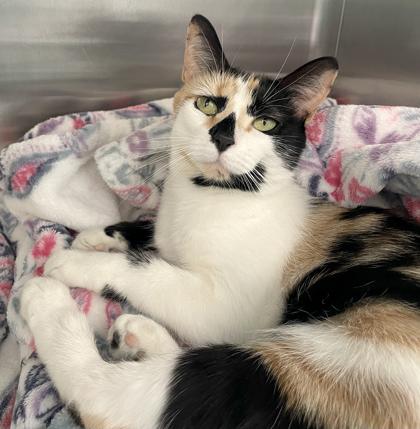 Enlarge Bambi, a Adoptable mixed breed in Tinley Park, IL image 3/3