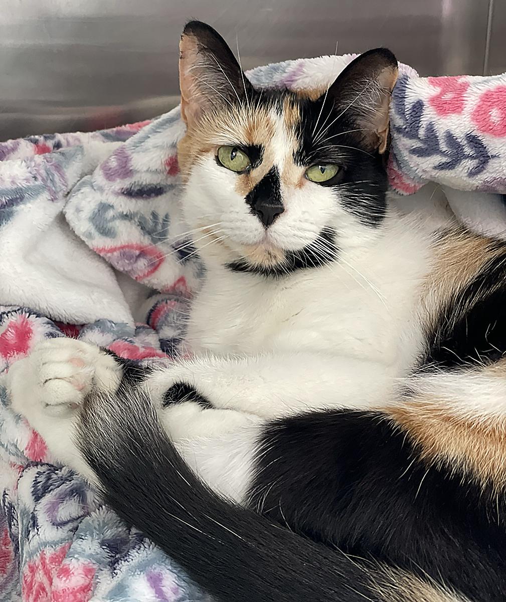 Enlarge Bambi, a Adoptable mixed breed in Tinley Park, IL image 2/3