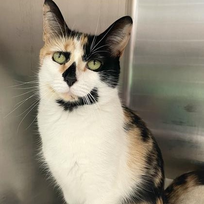 Bambi, Adoptable, Young Female Domestic Short Hair & Calico.