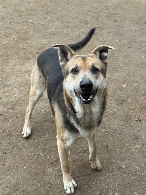 Enlarge D.O.G., a Adoptable mixed breed in Riverside, CA image 1/1