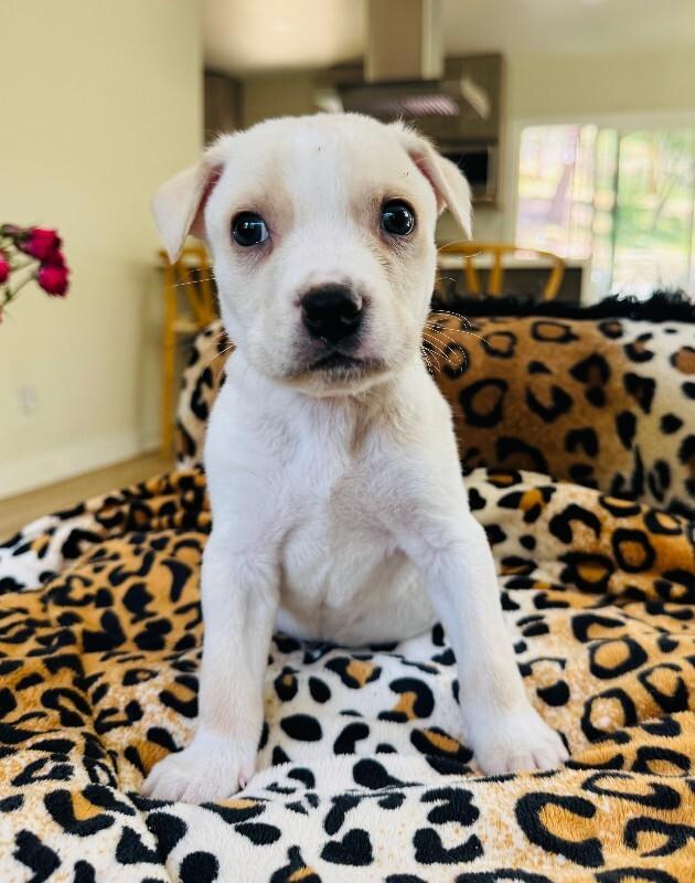 Enlarge Finch, a Adoptable mixed breed in Valley Village, CA image 1/3