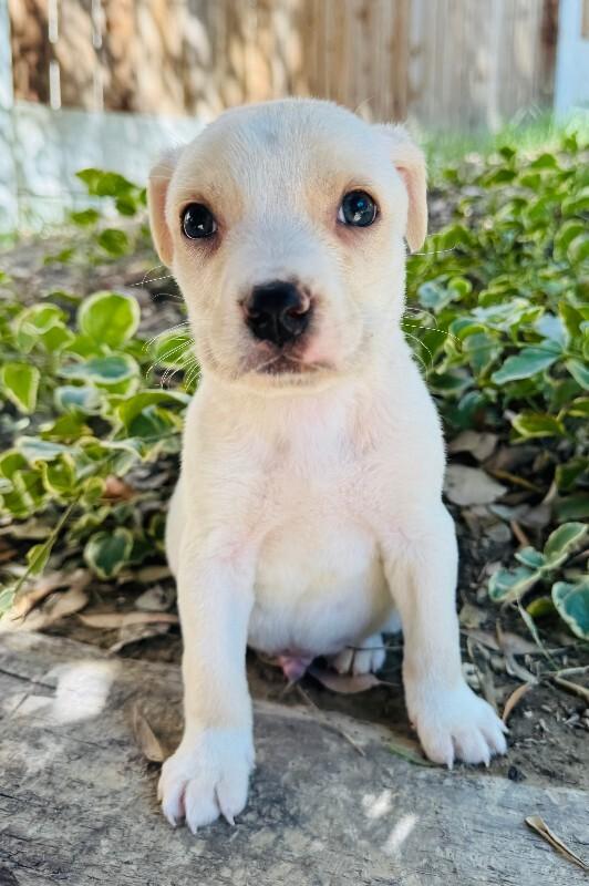 Enlarge Finch, a Adoptable mixed breed in Valley Village, CA image 3/3