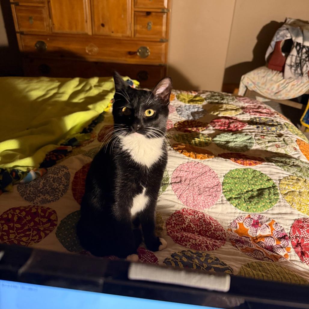 Ratchet, Adoptable, Kitten Male Domestic Short Hair.