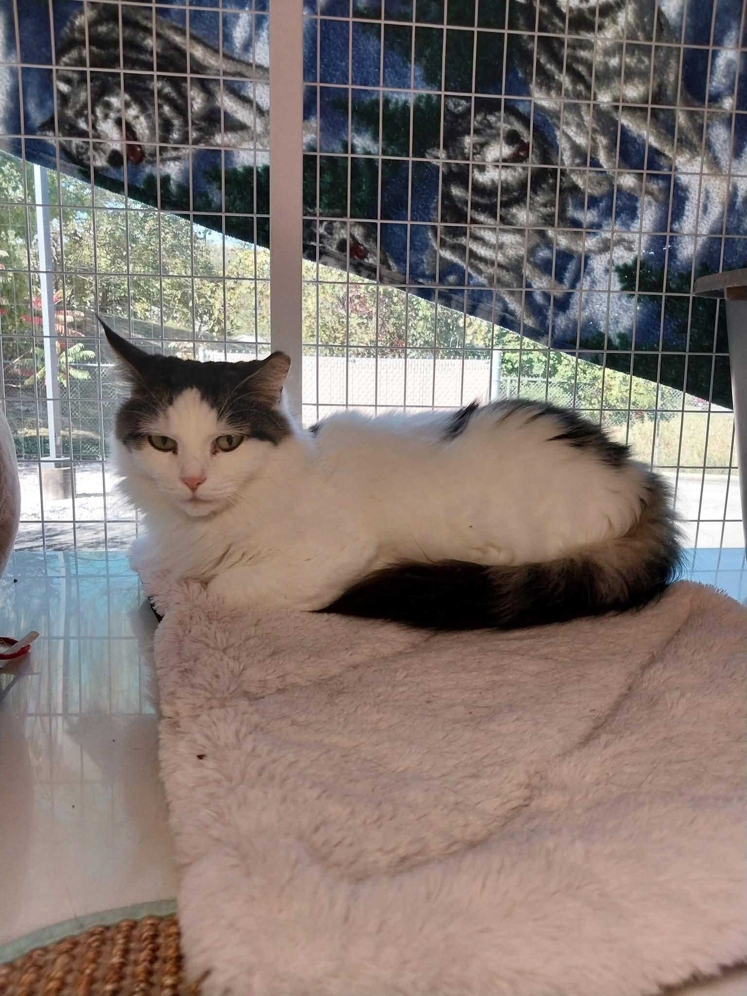 Chloe, Adoptable, Adult Female Domestic Medium Hair.