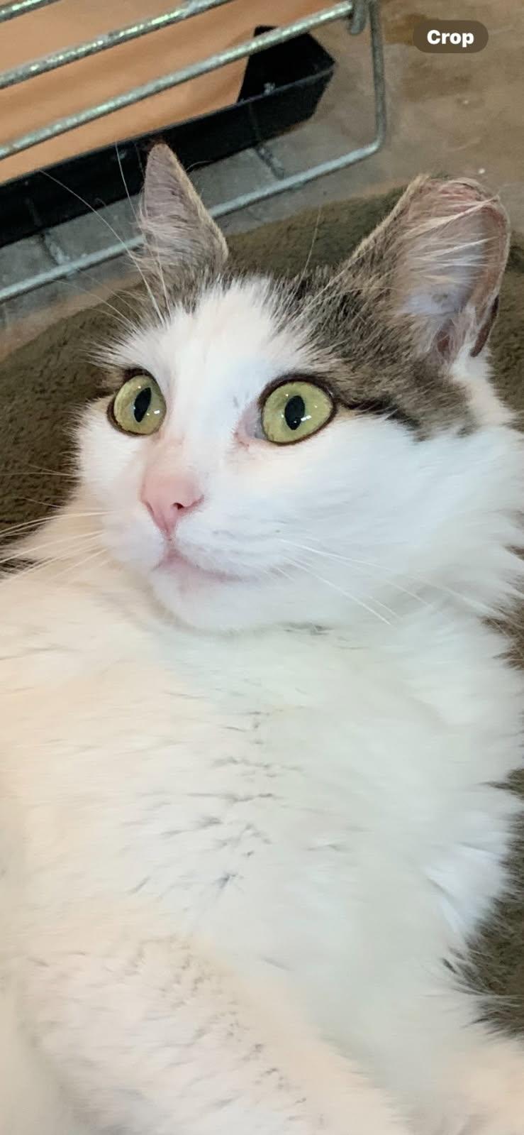 Chloe, a Adoptable Domestic Medium Hair in Temple, PA image 2/3