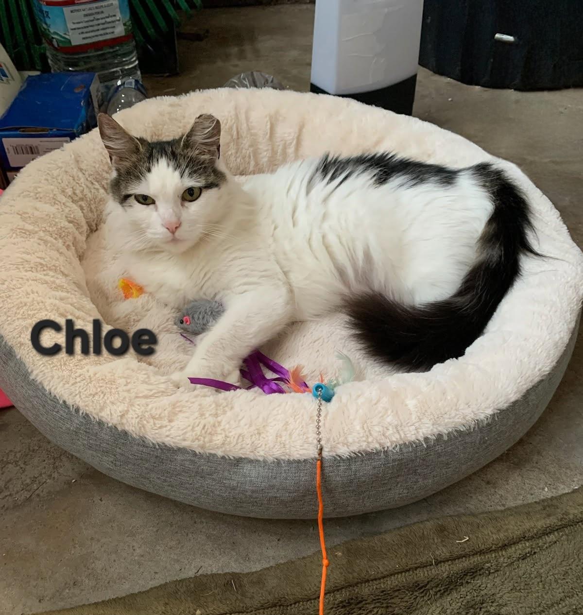 Chloe, a Adoptable Domestic Medium Hair in Temple, PA image 3/3
