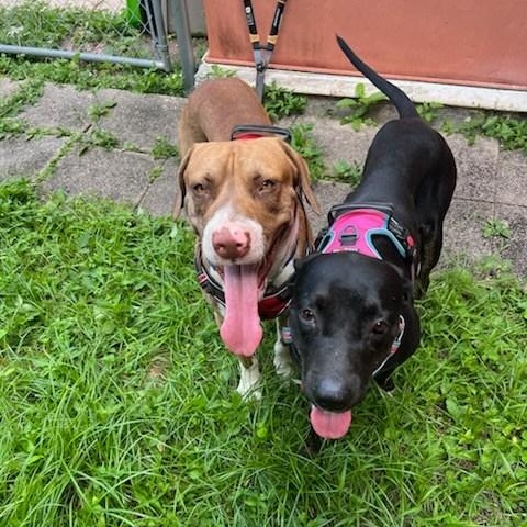 Angel and Buddy, Adoptable, Young Female Labrador Retriever & Terrier.