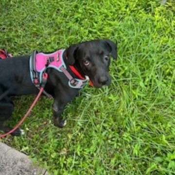 Angel and Buddy, adopted, Young Female Labrador Retriever & Terrier.