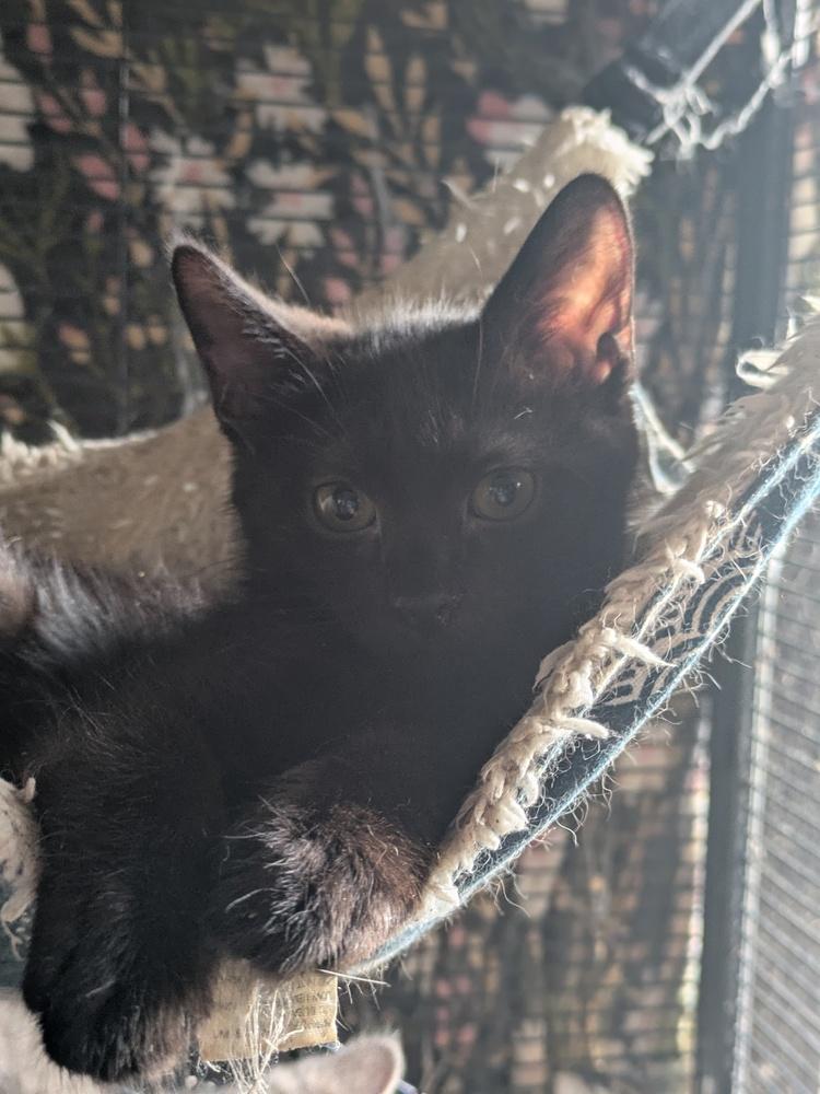 Enlarge Mr. Peanut, a Adoptable mixed breed in Clinton Township, MI image 1/6