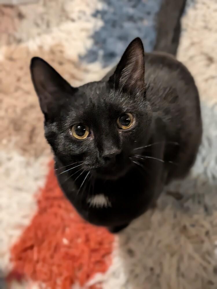 Enlarge Mr. Peanut, a Adoptable mixed breed in Clinton Township, MI image 2/6