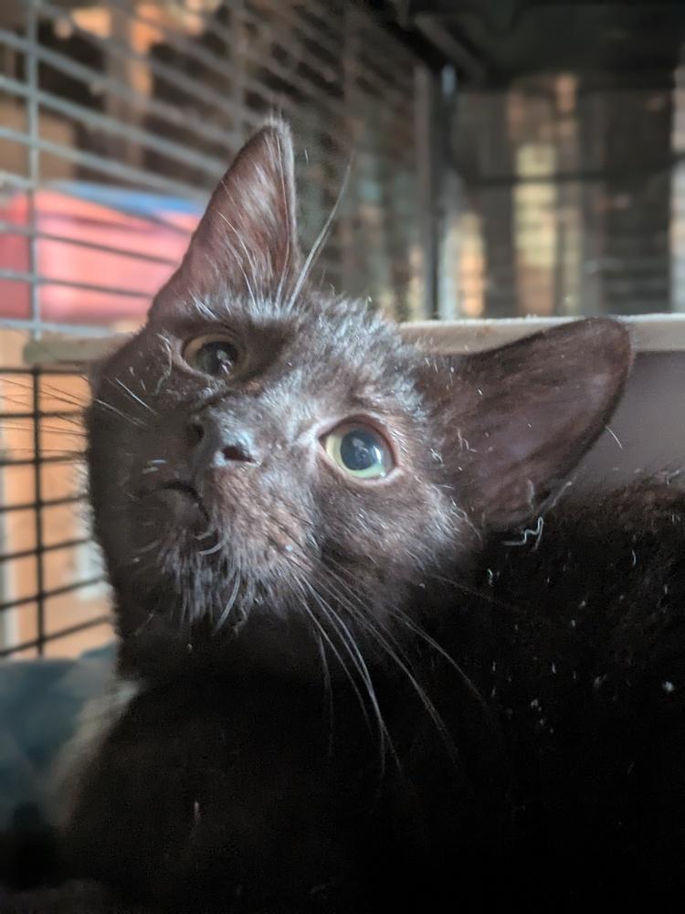 Enlarge Mr. Peanut, a Adoptable mixed breed in Clinton Township, MI image 3/6