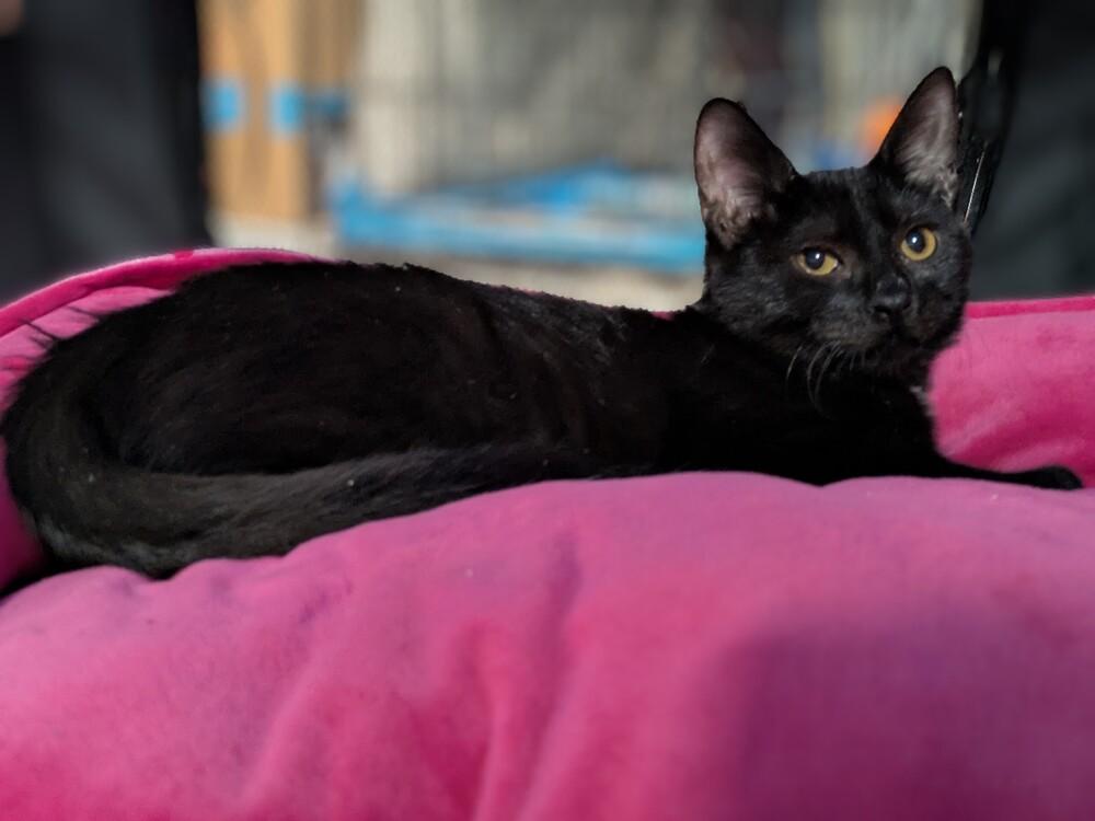 Enlarge Mr. Peanut, a Adoptable mixed breed in Clinton Township, MI image 4/6