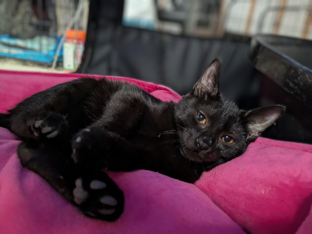 Enlarge Mr. Peanut, a Adoptable mixed breed in Clinton Township, MI image 5/6