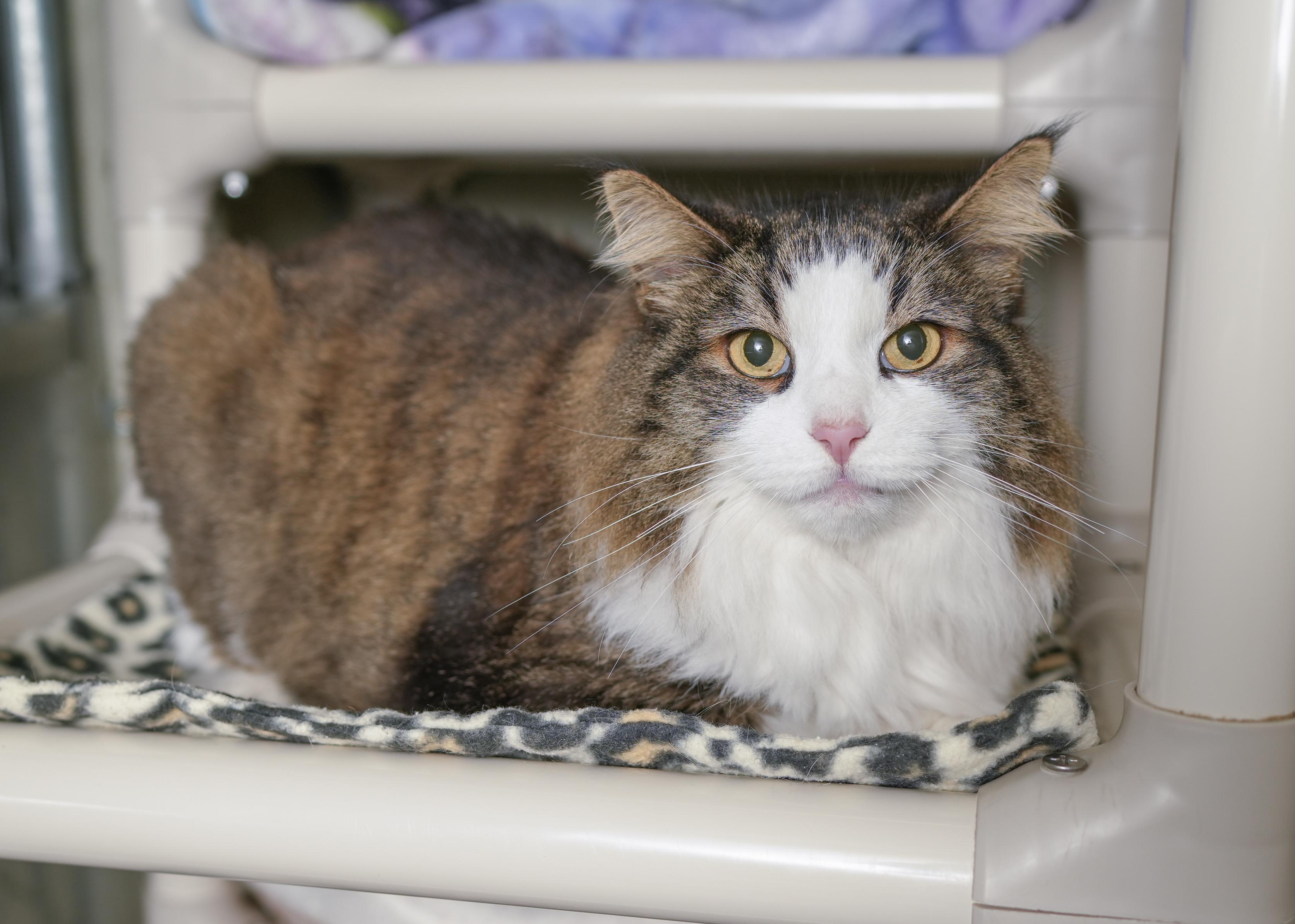 Enlarge Kirby, a ADOPTABLE Domestic Medium Hair in Boise, ID image 2/3