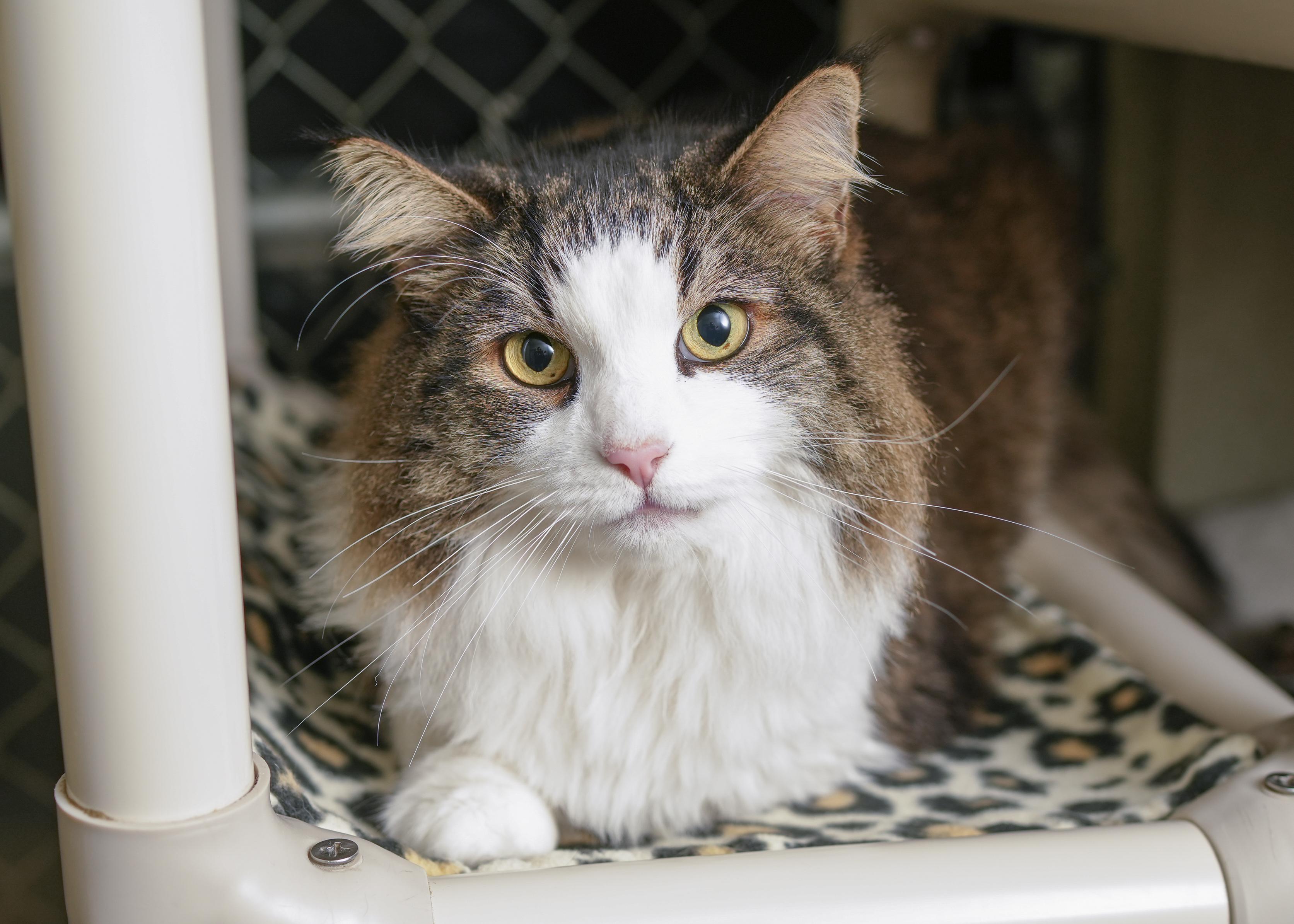 Enlarge Kirby, a ADOPTABLE Domestic Medium Hair in Boise, ID image 1/3