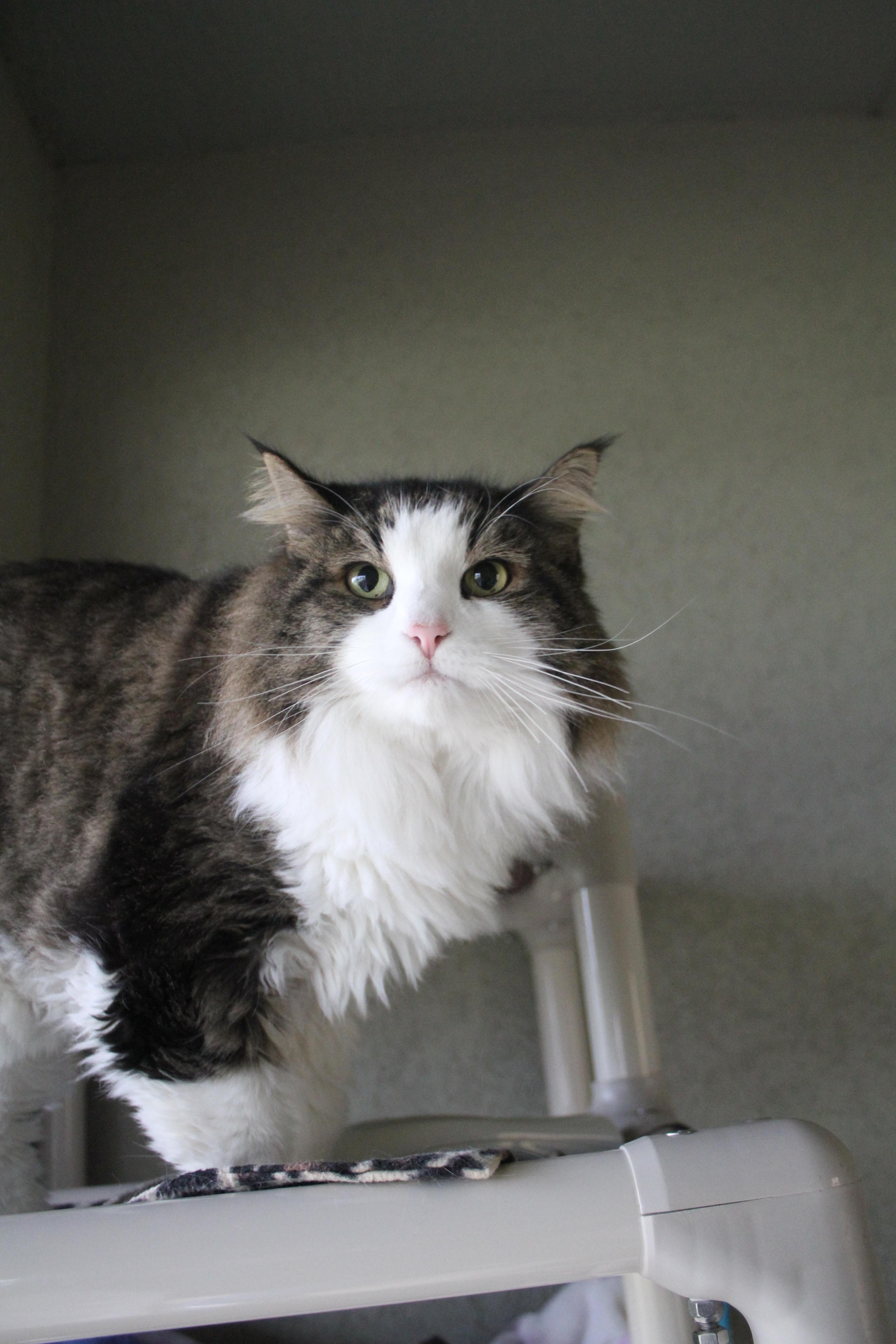 Enlarge Kirby, a ADOPTABLE Domestic Medium Hair in Boise, ID image 3/3
